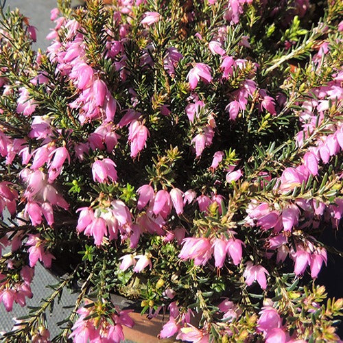 Bruyère d'hiver  Springwood Pink - Erica carnea springwood pink - Bakker