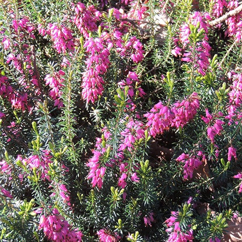 Bakker - Bruyère d'hiver  Springwood Pink - Erica carnea springwood pink - Arbustes et vivaces