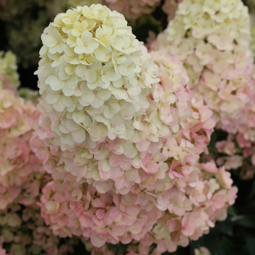 Vente Hortensia paniculé SUNDAE FRAISE® Rensun - Hydrangea paniculata Sundae Fraise® Rensun