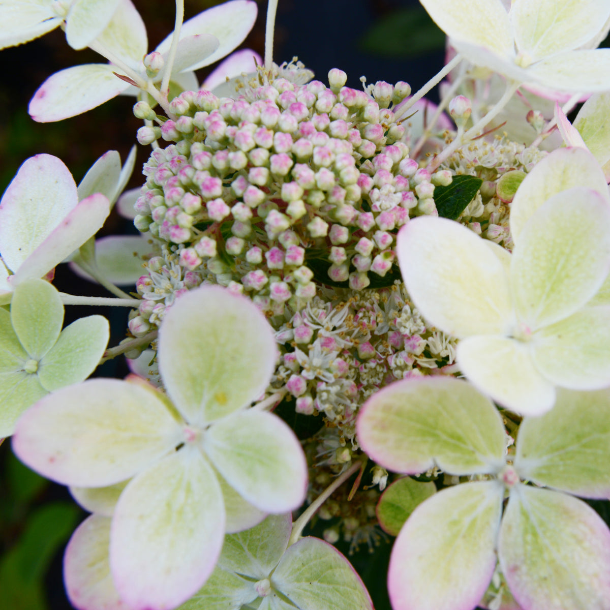 Vente Hortensia paniculé PASTELGREEN® Renxolor