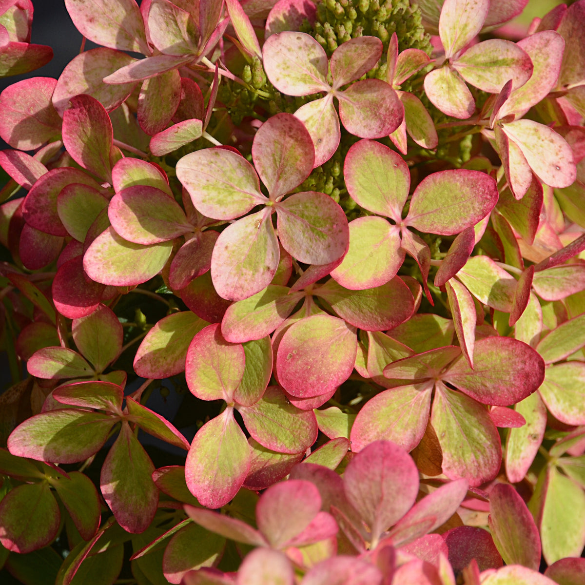 Hortensia paniculata - Hortensia paniculé PASTELGREEN® Renxolor - Hydrangea paniculata pastelgreen® renxolor