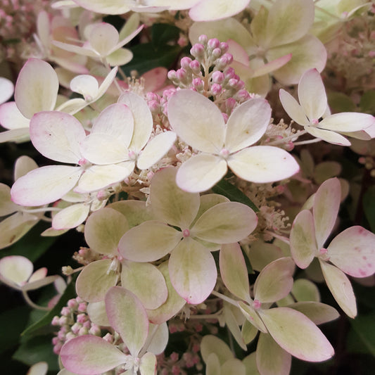Bakker - Hortensia paniculé PASTELGREEN® Renxolor - Hydrangea paniculata pastelgreen® 'renxolor' - Hortensia paniculata