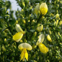 Bakker - Genêt à balais Luna - Cytisus scoparius luna - Arbustes et vivaces