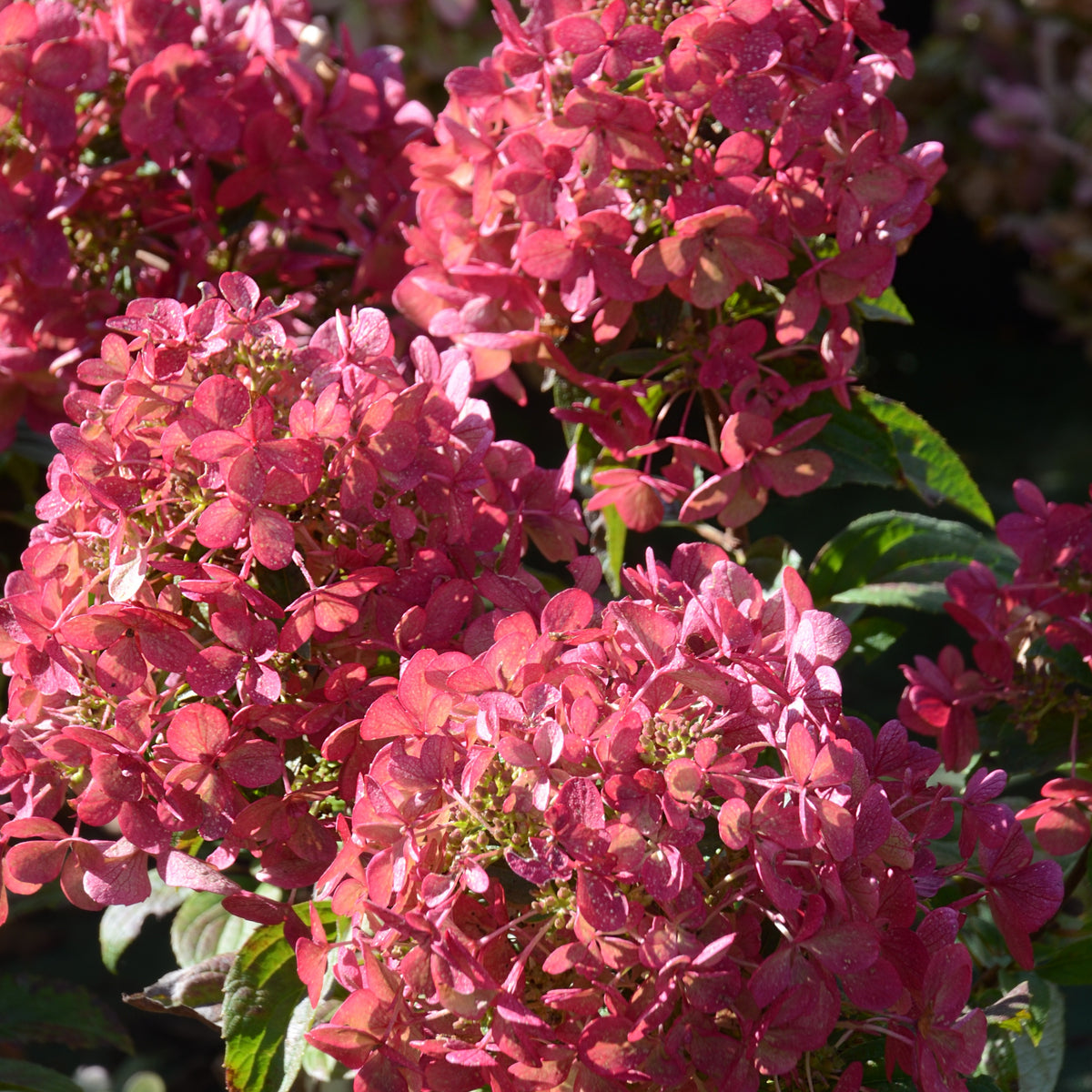 Arbustes fleuris - Hortensia paniculé PETITE® Star - Hydrangea paniculata petite® star 'coustar02'