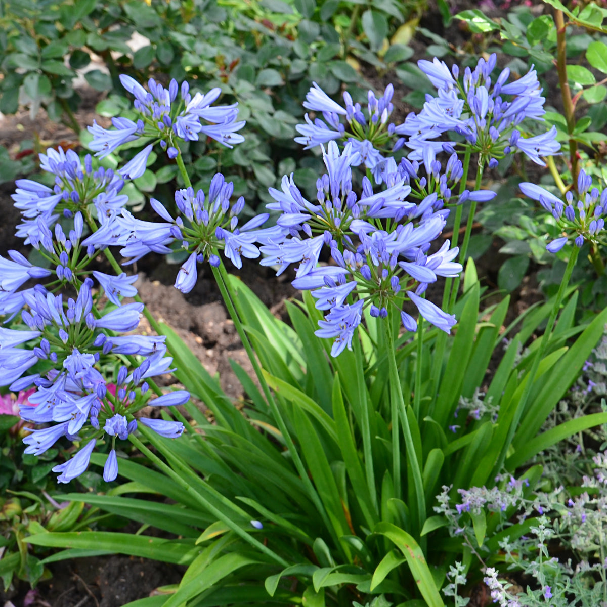 Agapanthe PITCHOUNE® Bleu - Agapanthus x pitchoune ® bleu 'scrarey09' - Bakker