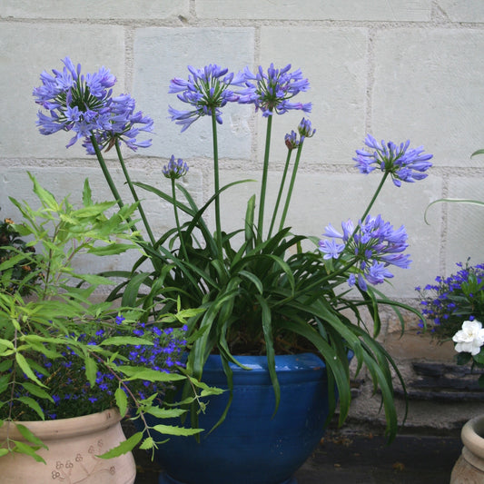 Agapanthe PITCHOUNE® Bleu - Bakker