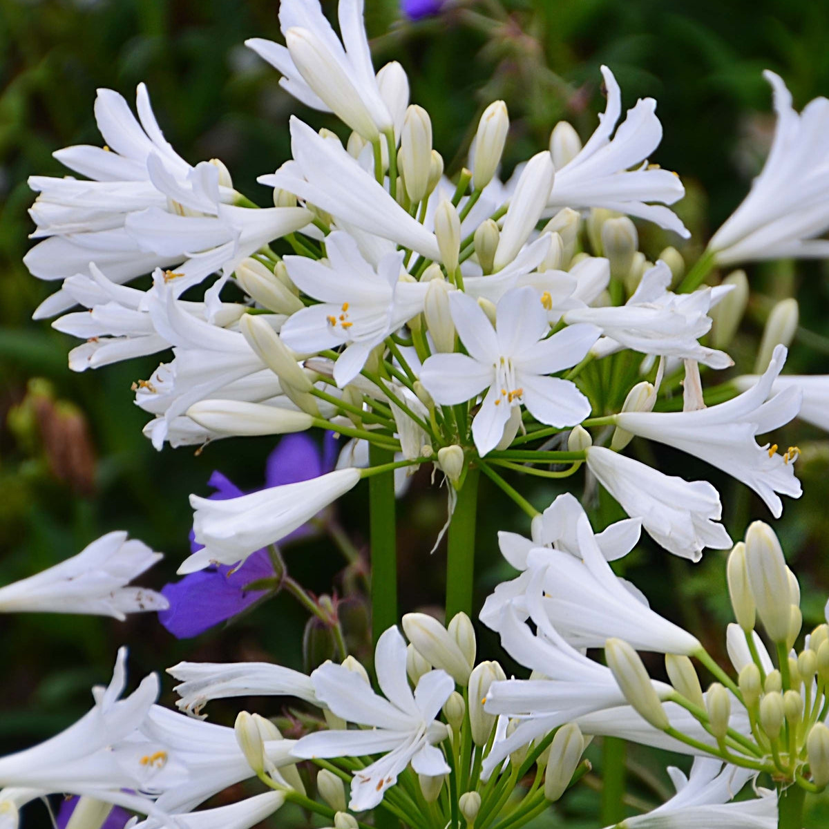 Agapanthe PITCHOUNE® White - Agapanthus x pitchoune ® blanc 'tur161' - Bakker