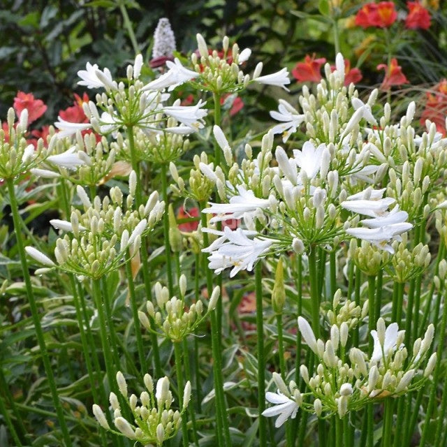 Agapanthes