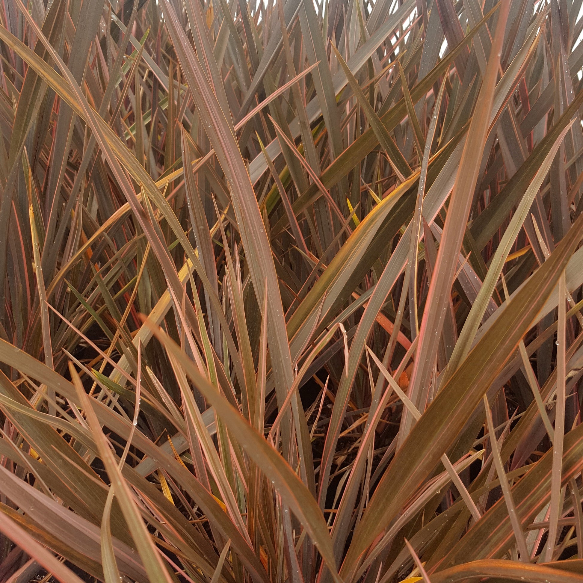 Bakker - Lin de Nouvelle-Zélande Rainbow Queen - Phormium 'rainbow queen' - Terrasses et balcons