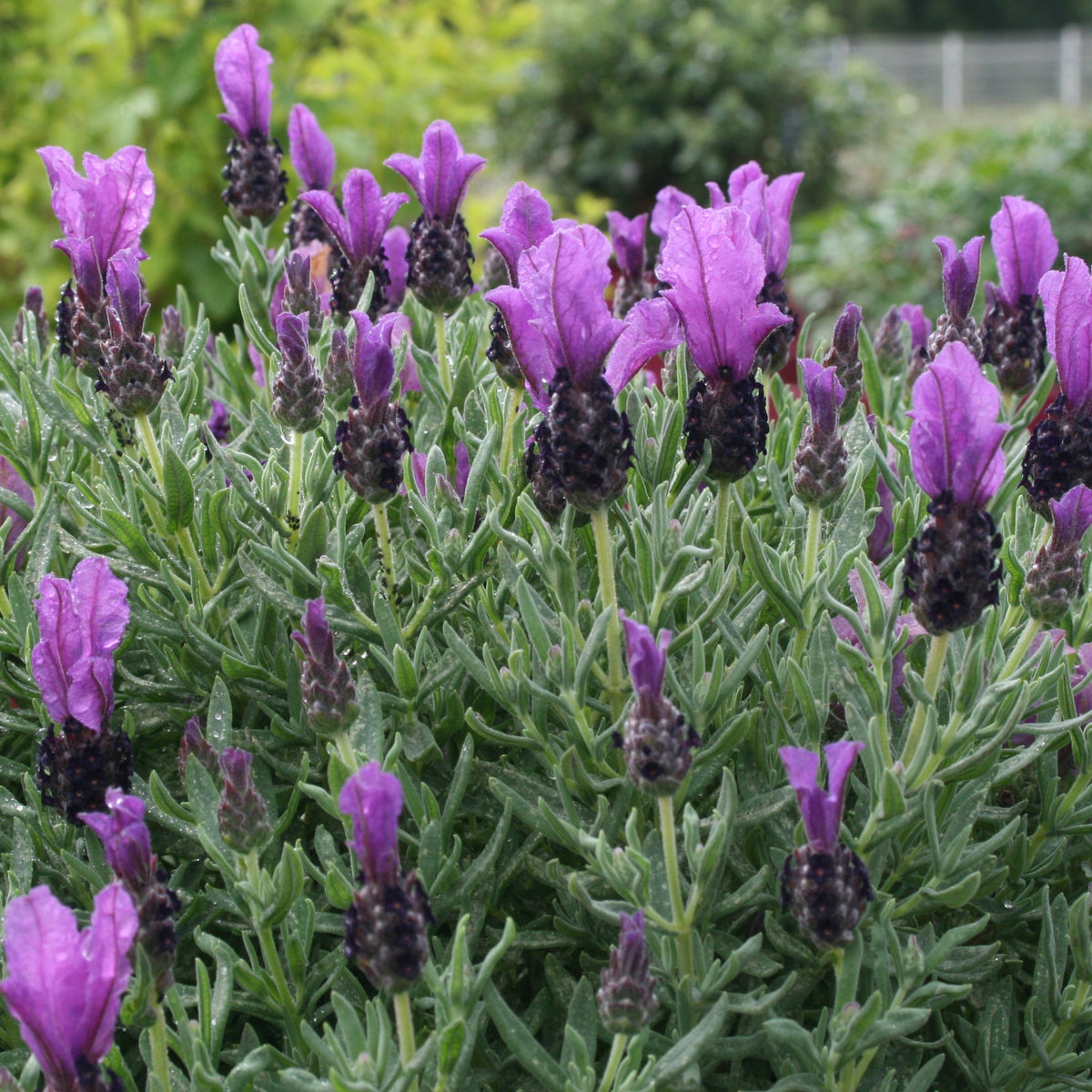 Lavande papillon MAGICAL® POSY PURPLE - Lavandula stoechas magical® posy purple 'kolma pop - Bakker