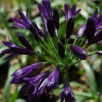 Agapanthe PITCHOUNE ® Violet - Agapanthus x pitchoune ® violet 'mill04' - Bakker