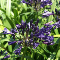 Agapanthe PITCHOUNE ® Violet - Bakker.com | France