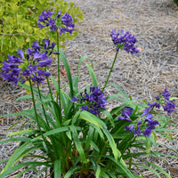 Agapanthe PITCHOUNE ® Violet - Bakker.com | France