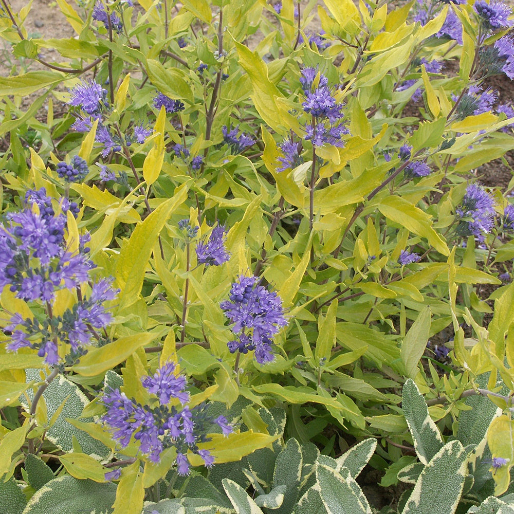 Bakker - Caryopteris Worcester Gold - Caryopteris clandonensis  worcester gold - Terrasses et balcons