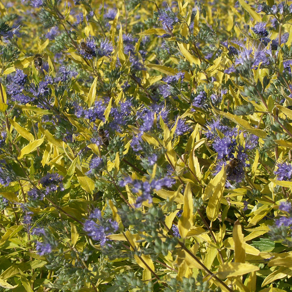 Bakker - Caryopteris Worcester Gold - Caryopteris clandonensis  worcester gold