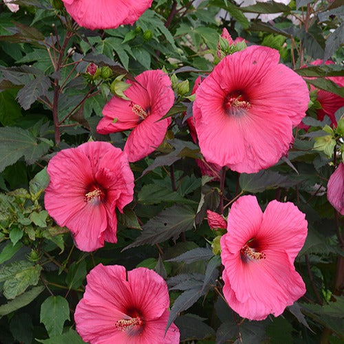 Bakker - Hibiscus des marais Planet®Griotte Tangri - Hibiscus moscheutos tangri planet ® griotte tangri - Plantes d'extérieur