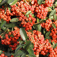 Bakker - Buisson ardent Saphyr® Rouge Cadrou - Pyracantha - Pyracantha  saphyr ® rouge'cadrou' - Plantes d'extérieur