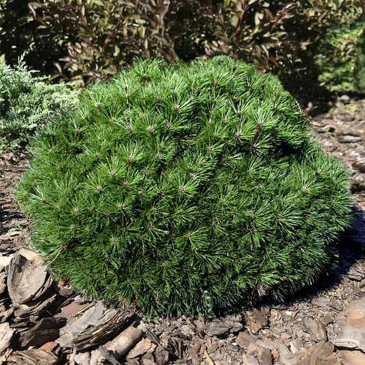 Bakker - Pin nain Pierrick Brégeon - Pinus nigra pierrick brégeon - Arbustes et vivaces