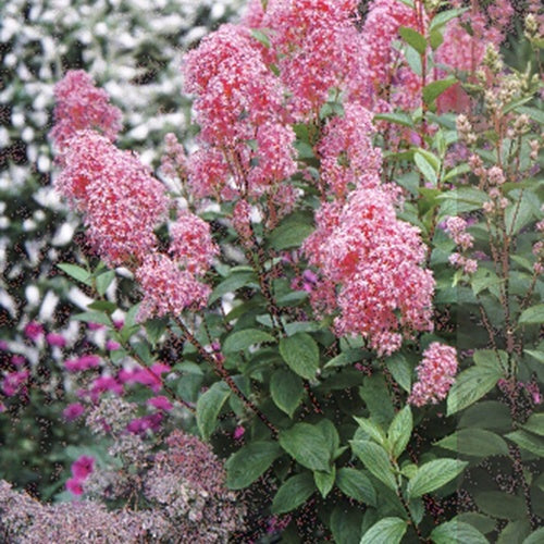 Céanothe Perle Rose - Bakker