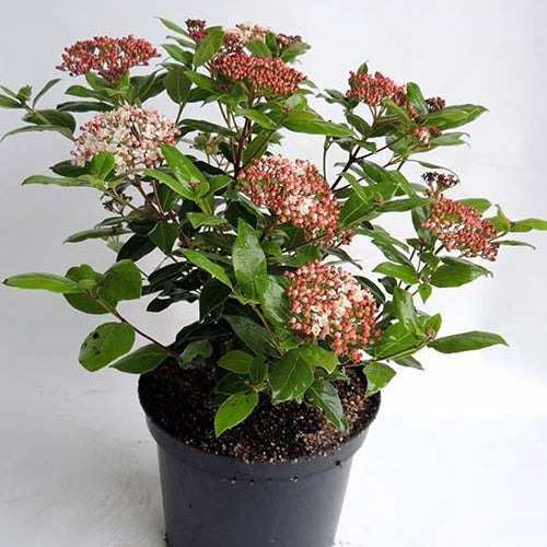 Viburnum tinus Gwenllian - Boule de neige 'Gwenllian' - Viornes