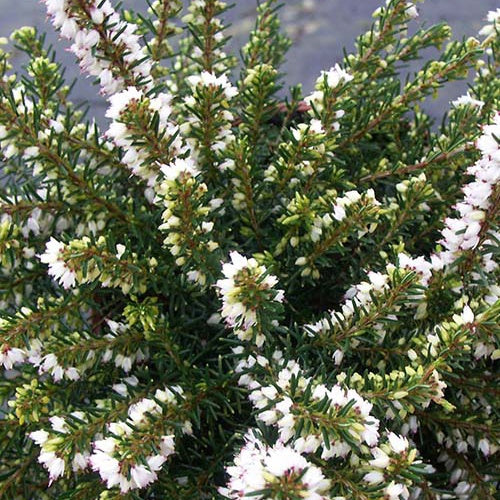 Bruyère d'hiver 'White Perfection' - Erica darleyensis White Perfection - Bakker