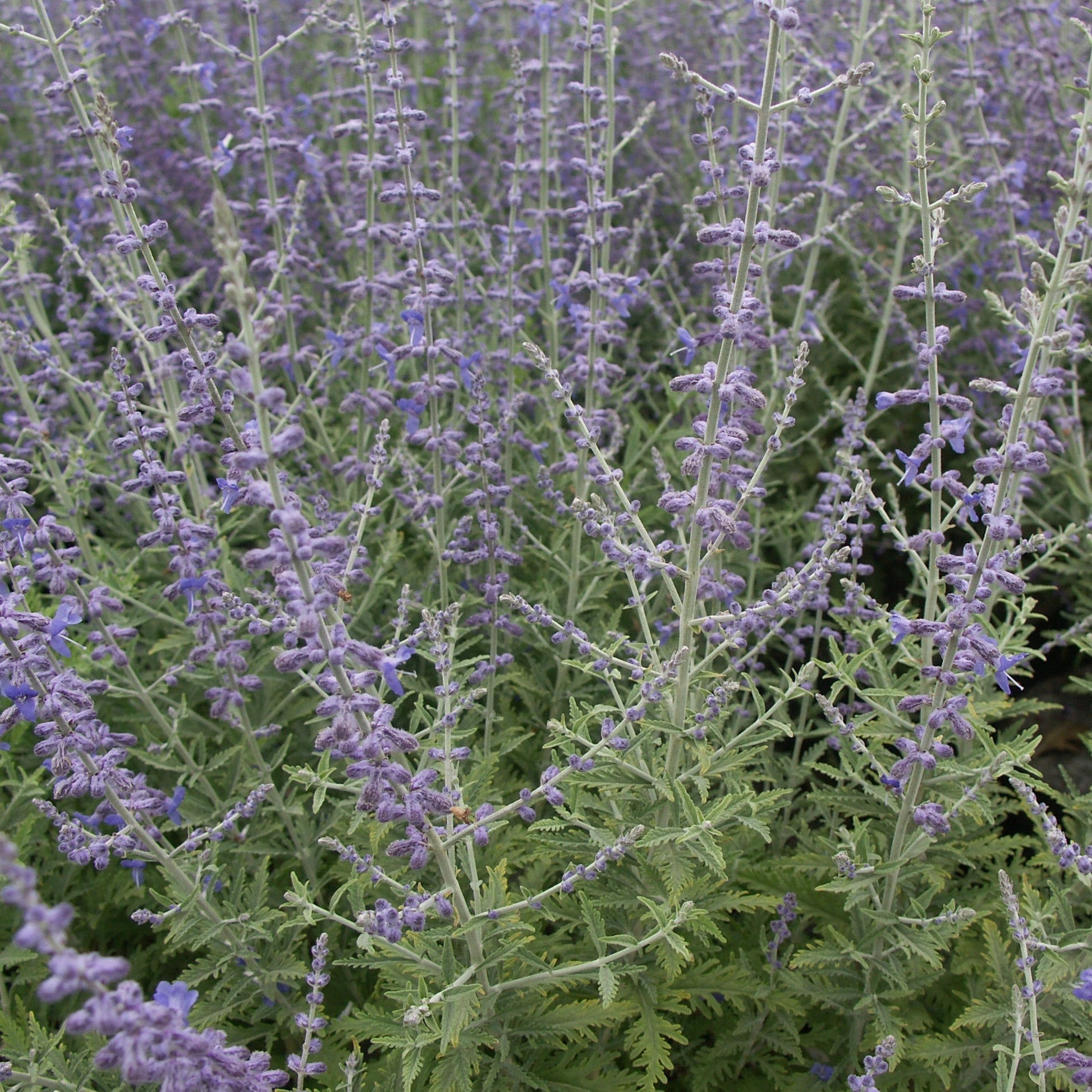 Sauges - Sauge d'Afghanistan 'Blue Spire' - Perovskia atriplicifolia blue spire