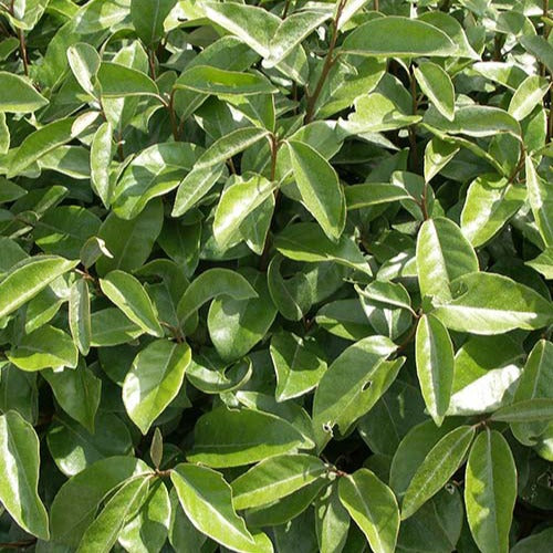 Eleagnus ebbingei - Eléagnus d'Ebbing - Eleagnus