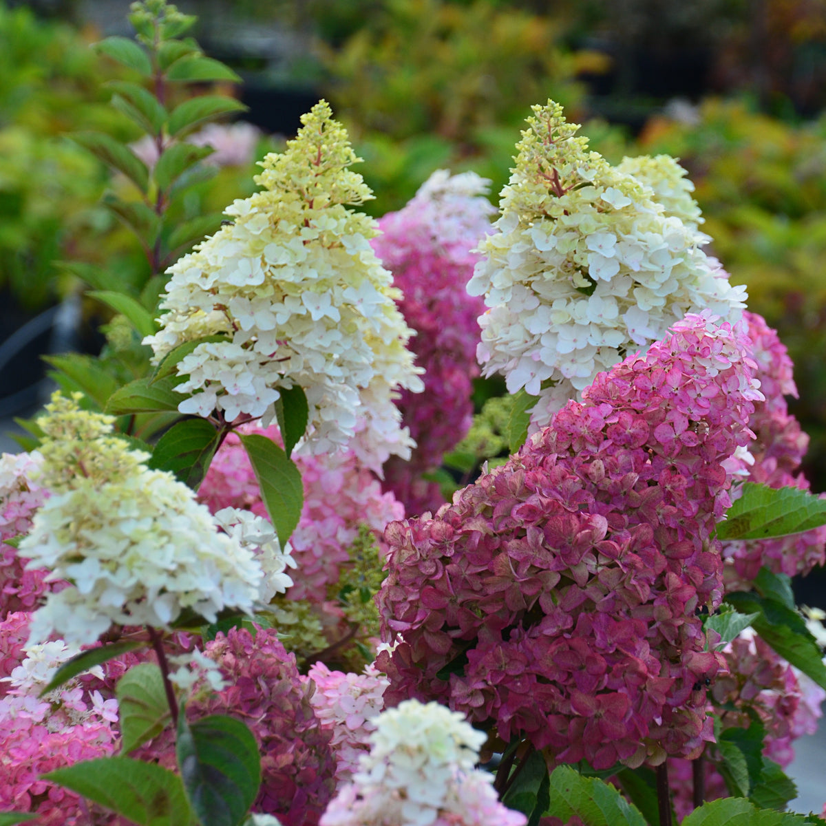 Hortensia paniculé Fraise Melba® Renba - Bakker