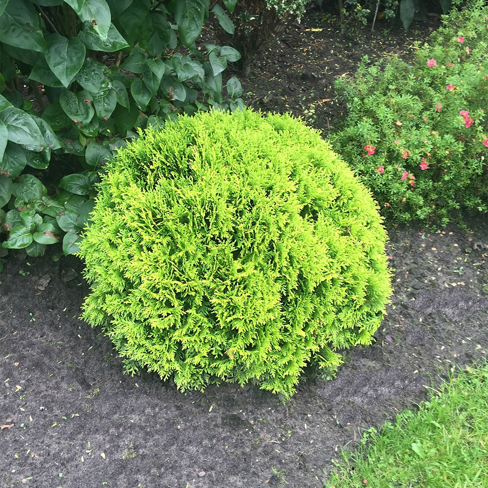 Thuya du Canada Mirjam - Thuja occidentalis Mirjam - Bakker