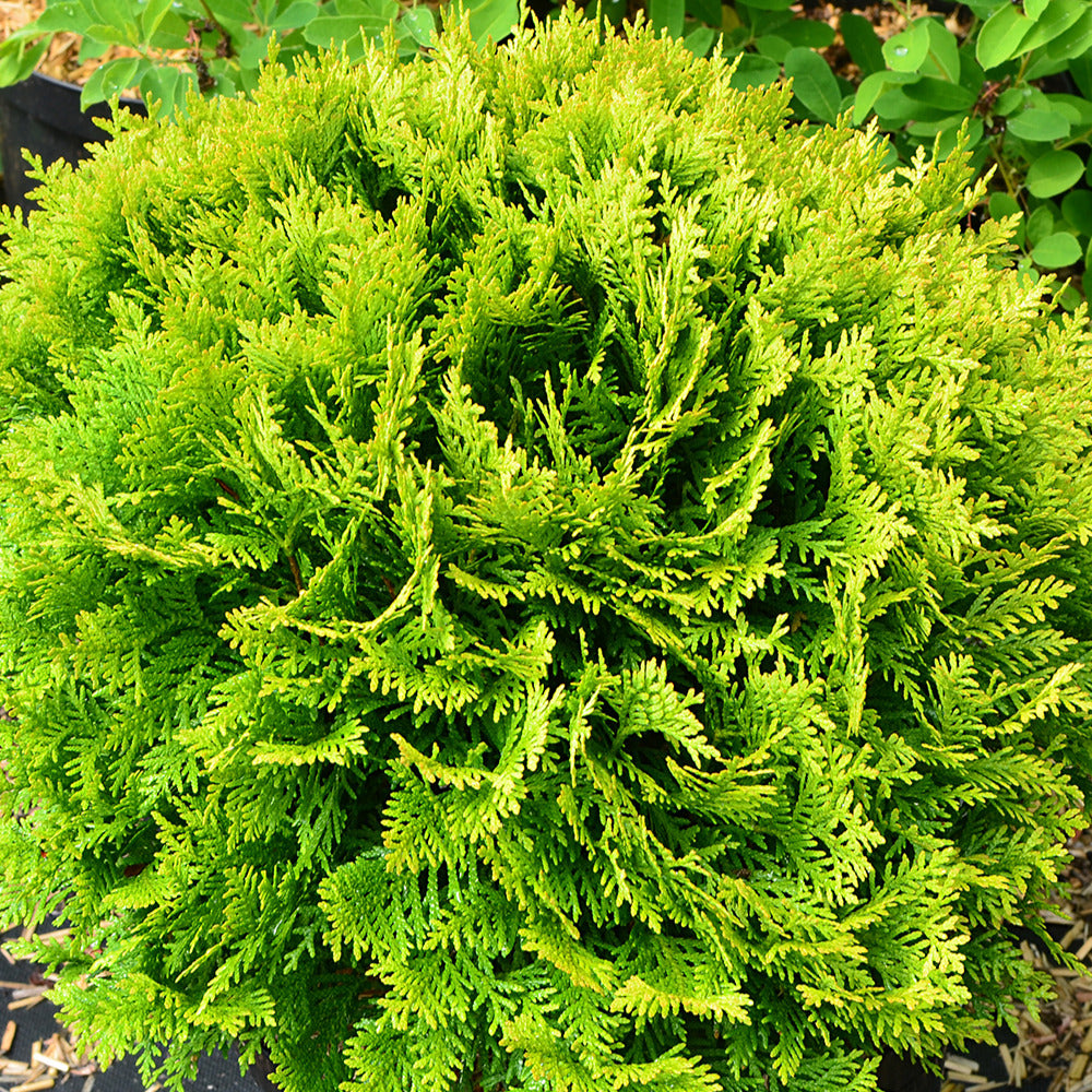Thuja occidentalis Mirjam - Thuya du Canada Mirjam - Conifères