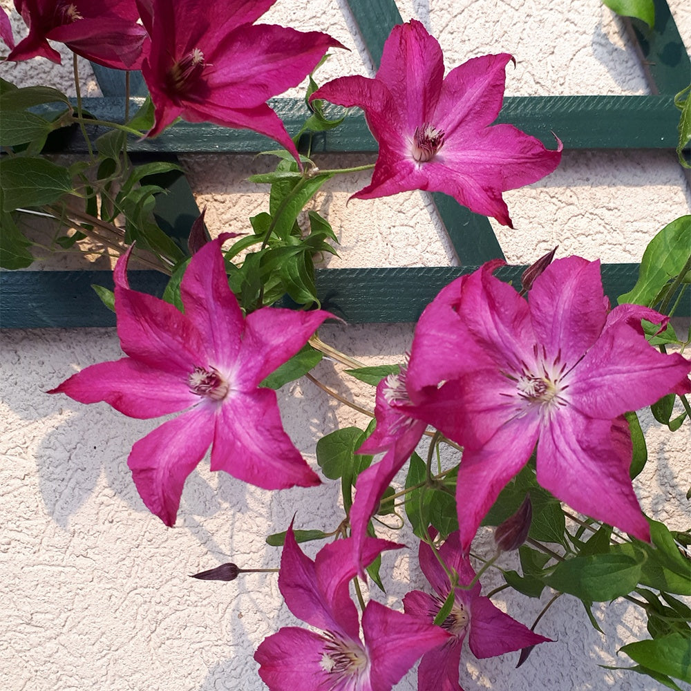 Clématite Nancy, Jour de la Terre® - Clematis integrifolia nancy jour de la terre®clemi - Bakker