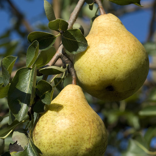 Poirier 'Williams' - Bakker