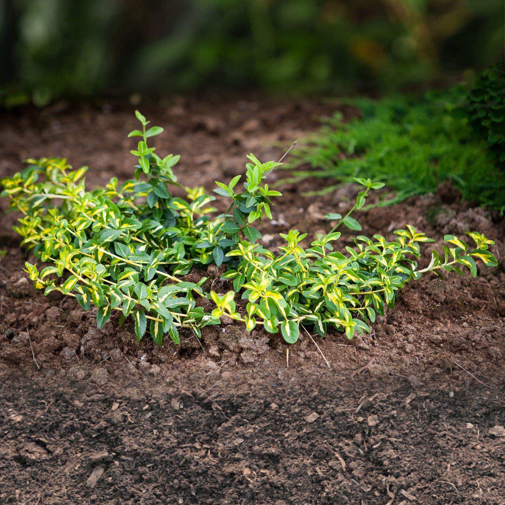 Bakker - Fusain persistant Sunspot - Euonymus fortunei sunspot - Arbustes et vivaces