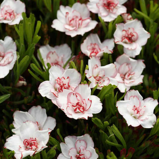 5 Oxalis Double Pink Wonder - Bakker