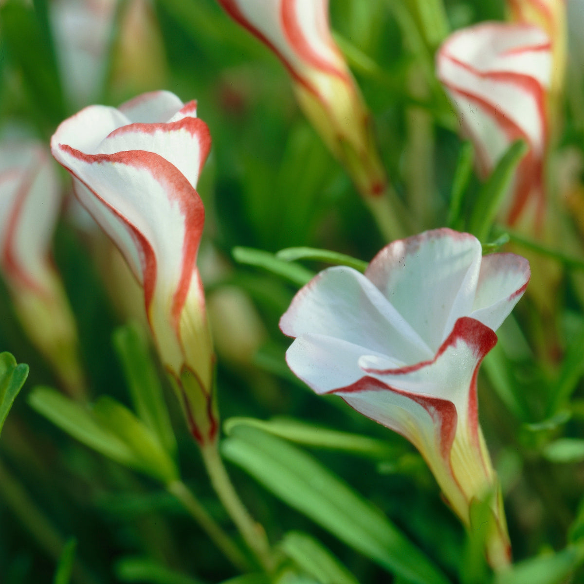 Collection de 15 Oxalis striés - Bakker