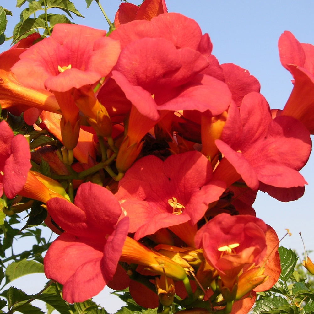 Vente Bignone Madame Galen - Campsis radicans x tagliabuana Madame Galen