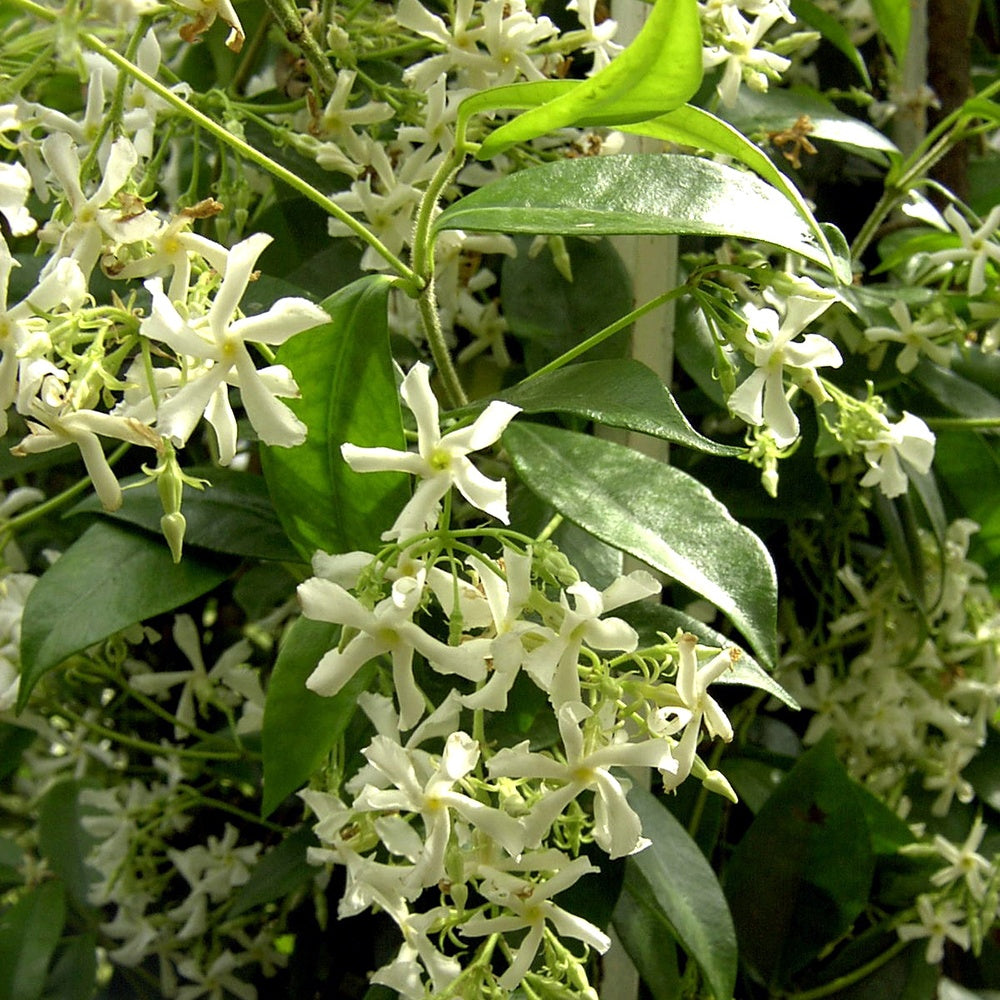 Bakker - Jasmin étoilé - Trachelospermum jasminoïdes - Plantes grimpantes