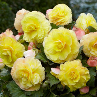 Bakker - 5 Bégonias doubles jaunes - Begonia superba - Bulbes à fleurs