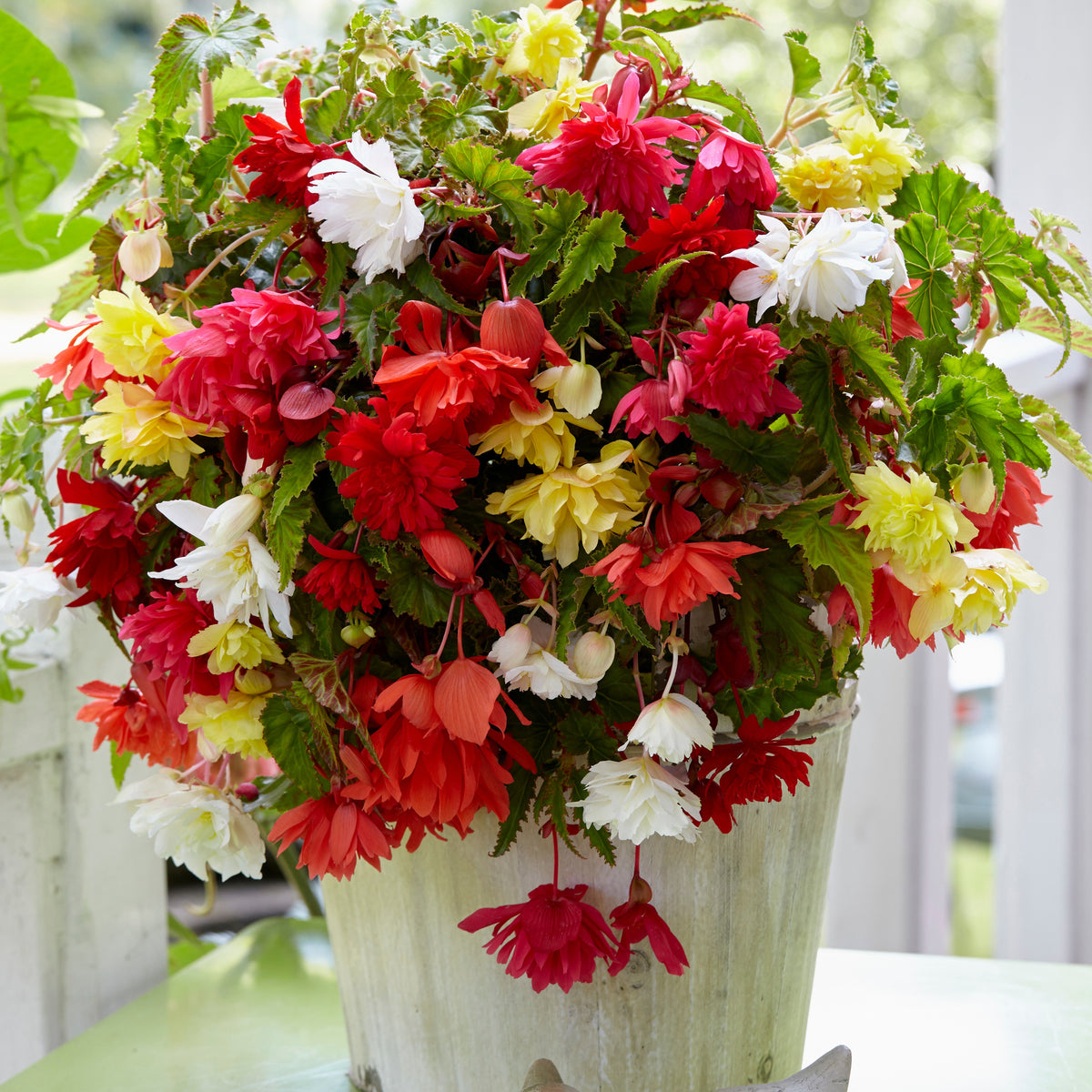 Bégonias pendula simples en mélange - Bakker