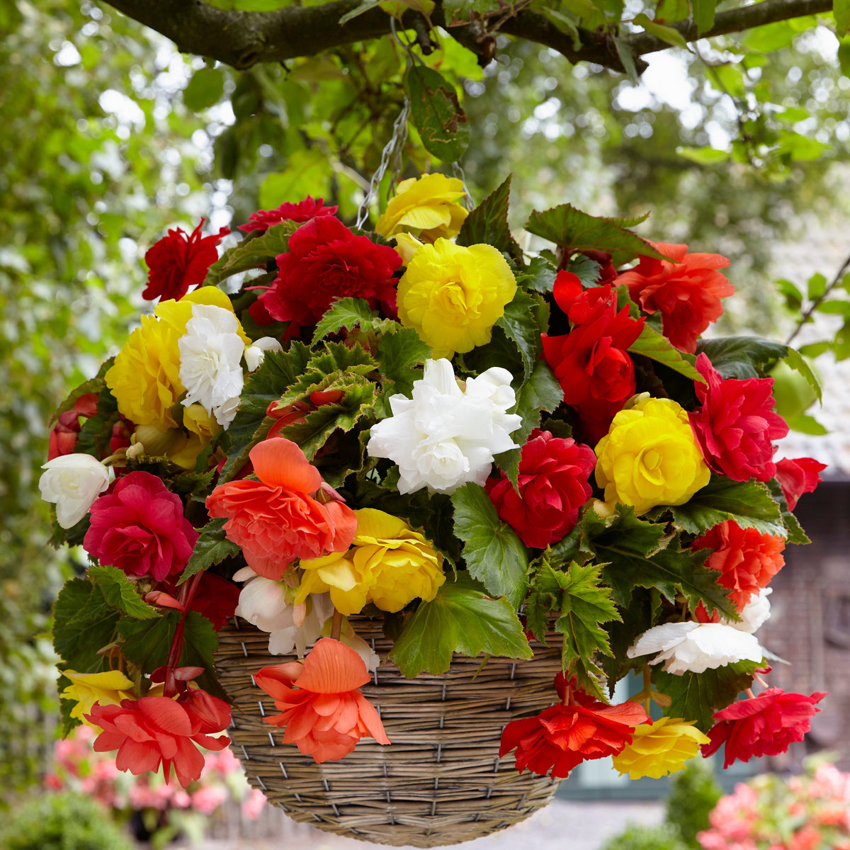 Bégonias retombants à grosses fleurs en mélange - Bakker