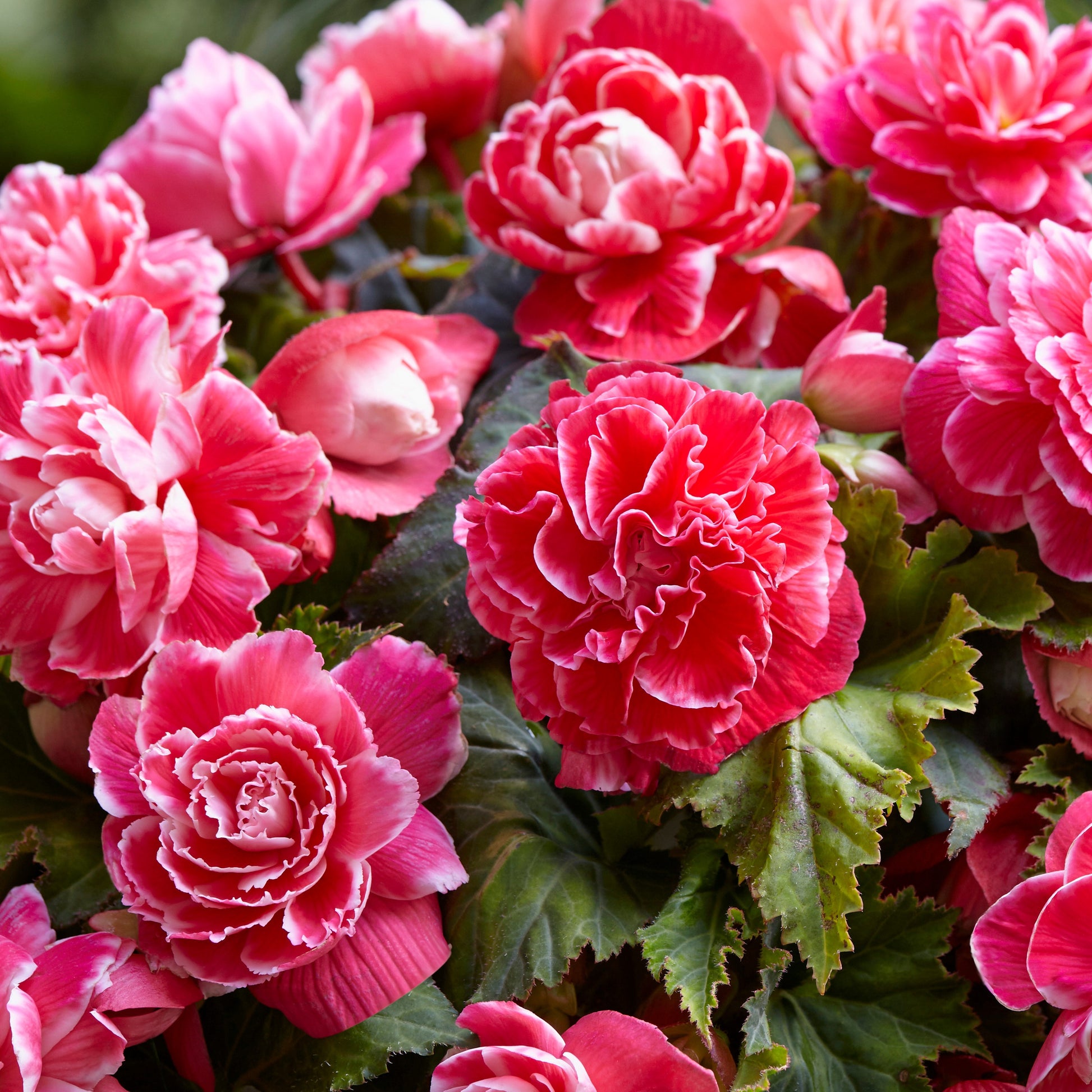 Begonia a fleurs de camélia - 5 Bégonias à fleurs de Camélia - Bulbes de Bégonia