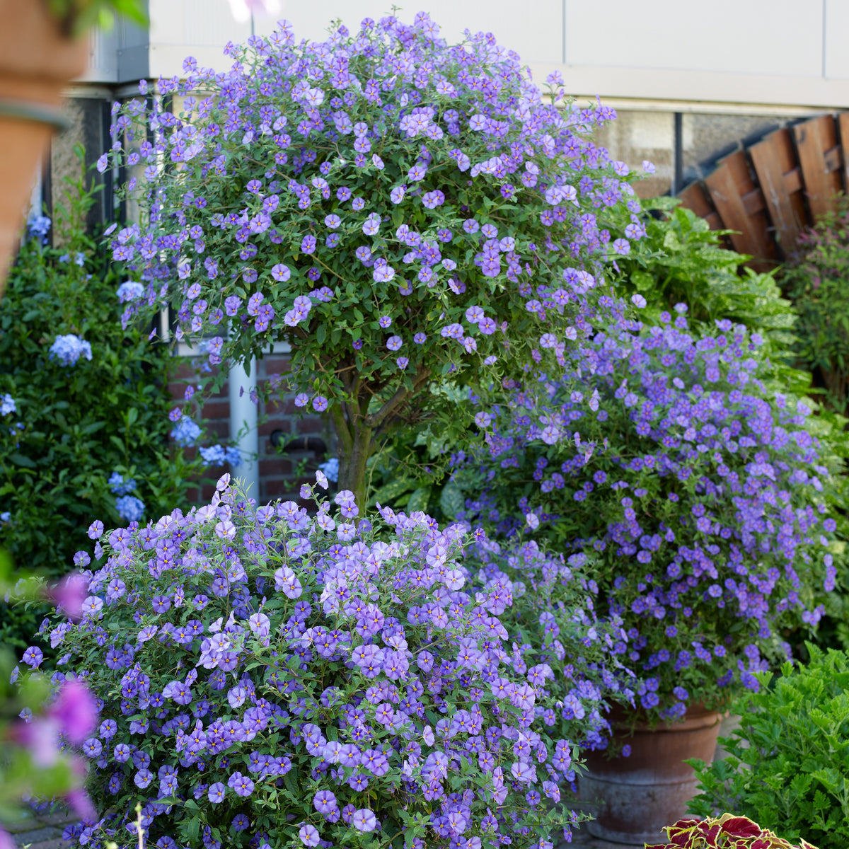 Vente Arbre aux gentianes - Lycianthes rantonnetii
