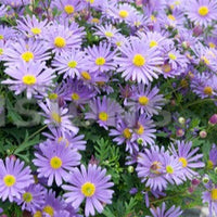 Brachyscome - Brachycome - Fleurs pour terrasses et balcons