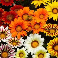 3 Gazanias en mélange - Bakker.com | France