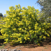 Vente Mimosa d'hiver