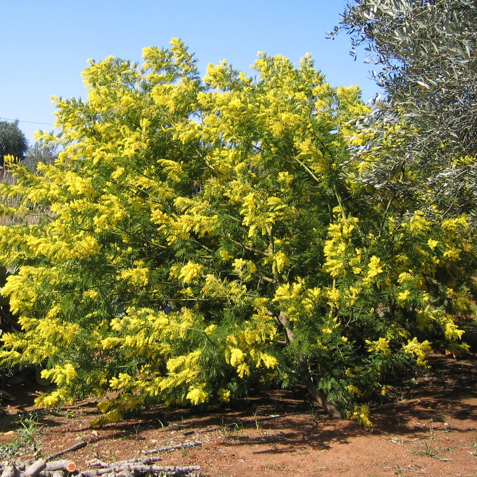 Vente Mimosa d'hiver