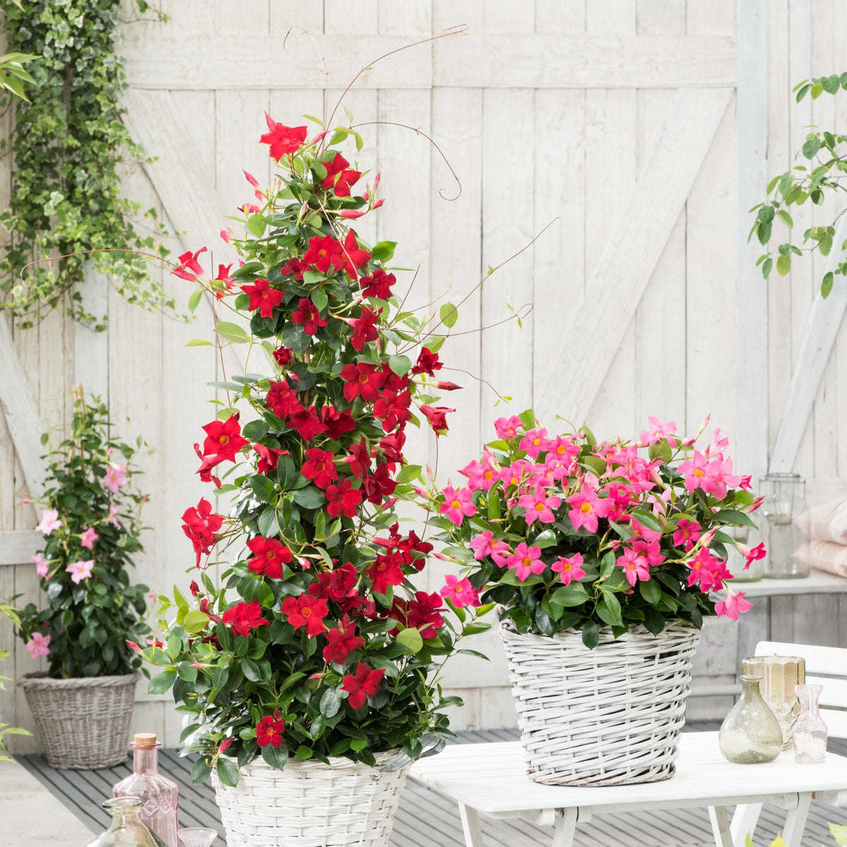 Dipladenia pyramide rouge - Bakker