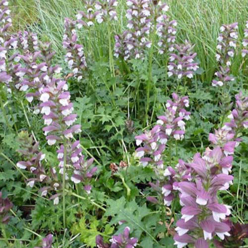 Bakker - Acanthe Mornings Candle - Acanthus mornings candle - Plantes d'extérieur