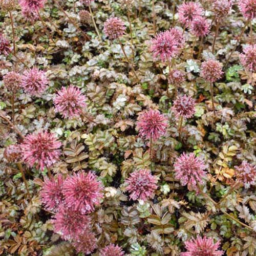 Lampourde à petites feuilles Kupferteppich - Bakker