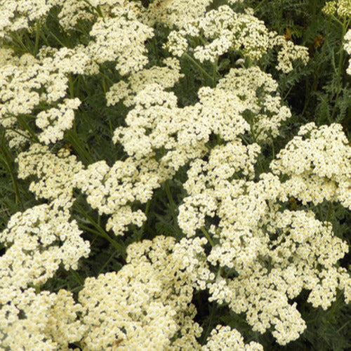 Bakker - 3 Achillées Alabaster - Achillea hybride alabaster - Plantes d'extérieur